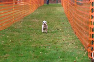 hunderennen 20 10 24