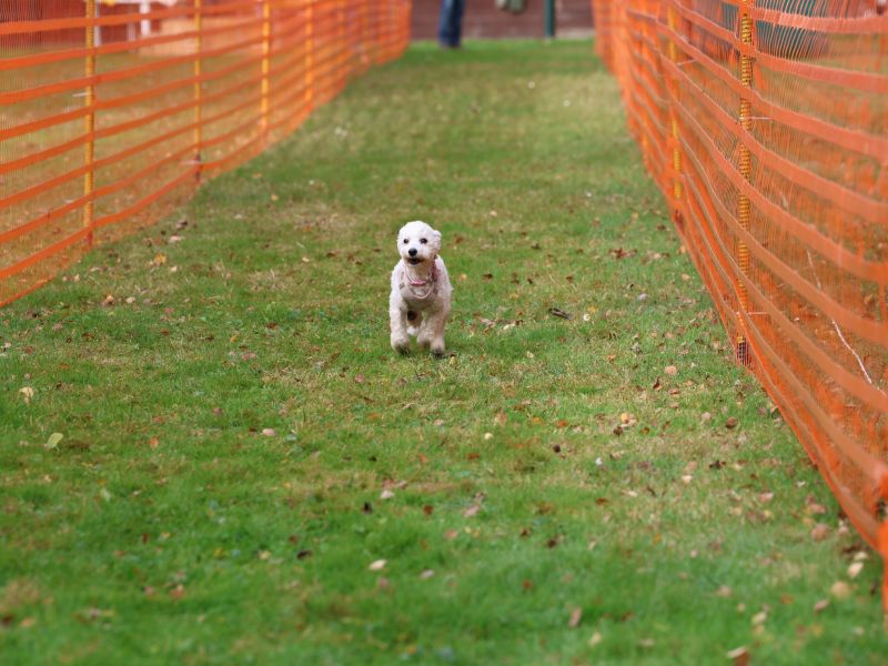 hunderennen 20 10 24