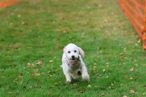 hunderennen 20 10 24