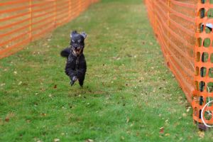 hunderennen 20 10 24