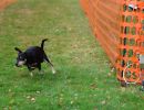 hunderennen 20 10 24