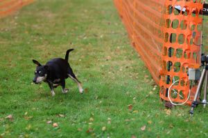 hunderennen 20 10 24