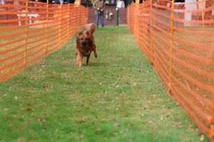 hunderennen 20 10 24