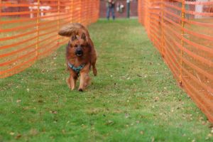 hunderennen 20 10 24