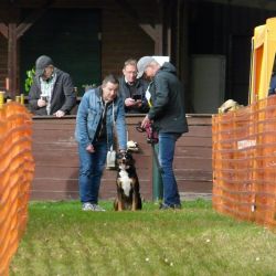 hunderennen 20 10 24