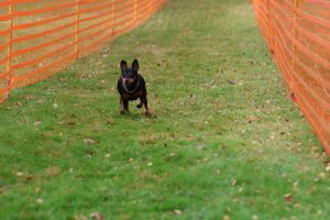 hunderennen 20 10 24