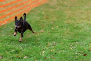 hunderennen 20 10 24