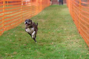 hunderennen 20 10 24