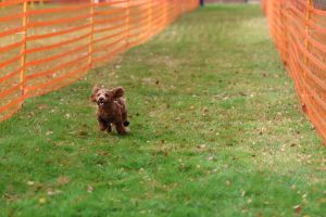hunderennen 20 10 24
