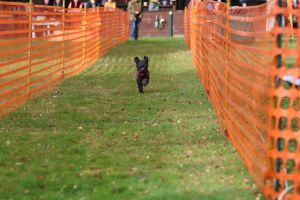 hunderennen 20 10 24