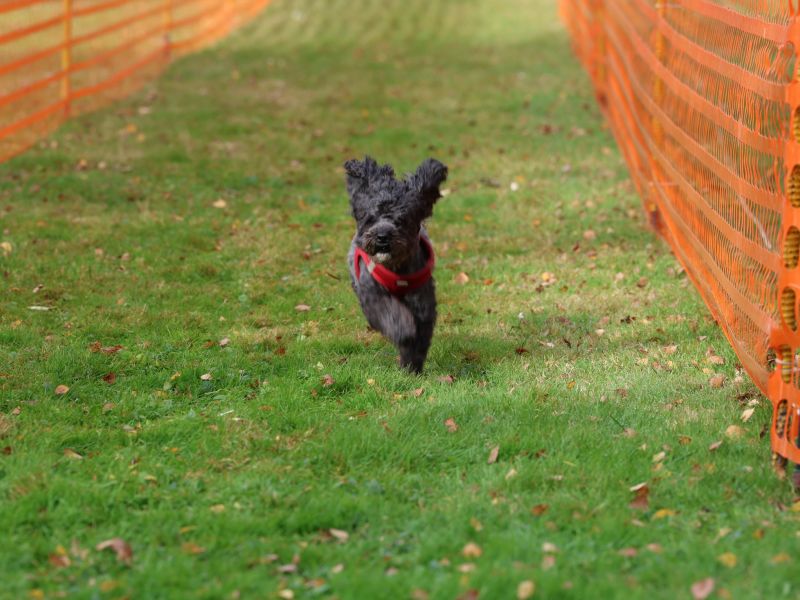 hunderennen 20 10 24