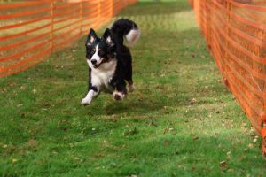 hunderennen 20 10 24