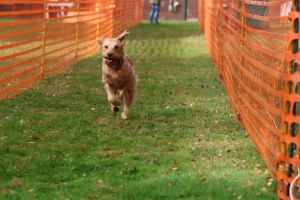 hunderennen 20 10 24