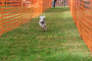 hunderennen 20 10 24