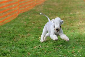 hunderennen 20 10 24