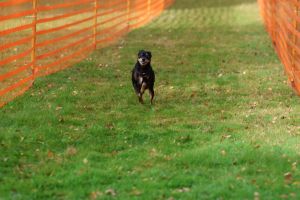 hunderennen 20 10 24