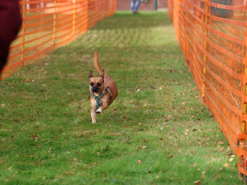 hunderennen 20 10 24