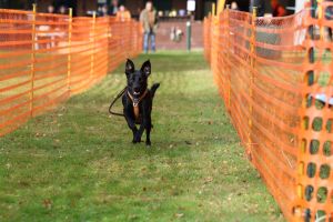 hunderennen 20 10 24