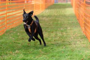 hunderennen 20 10 24