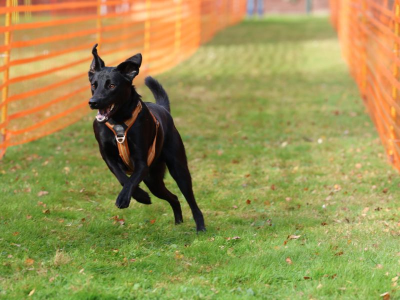 hunderennen 20 10 24