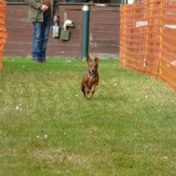 hunderennen 20 10 24