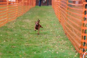 hunderennen 20 10 24