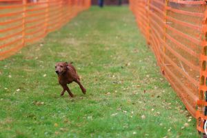 hunderennen 20 10 24