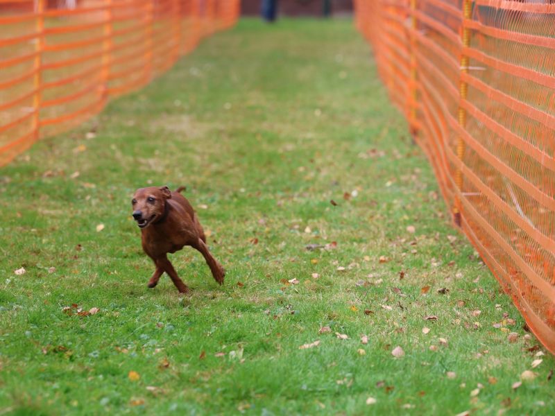 hunderennen 20 10 24