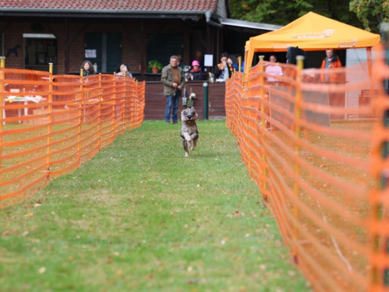 hunderennen 20 10 24