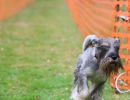 hunderennen 20 10 24