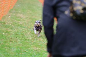 hunderennen 20 10 24