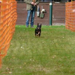 hunderennen 20 10 24