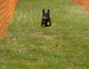 hunderennen 20 10 24