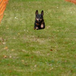 hunderennen 20 10 24