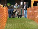 hunderennen 20 10 24