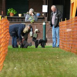 hunderennen 20 10 24