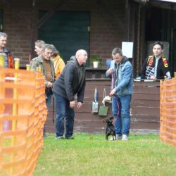 hunderennen 20 10 24