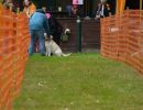 hunderennen 20 10 24