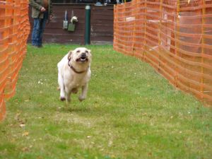 hunderennen 20 10 24