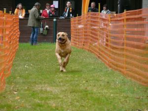 hunderennen 20 10 24