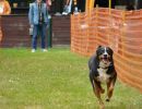 hunderennen 20 10 24