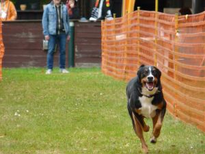 hunderennen 20 10 24