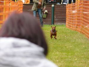 hunderennen 20 10 24