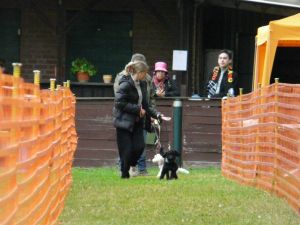 hunderennen 20 10 24
