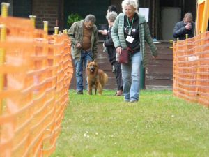 hunderennen 20 10 24