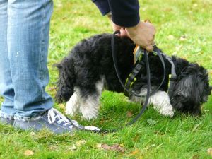 hunderennen 20 10 24