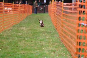 hunderennen 20 10 24