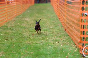 hunderennen 20 10 24