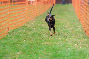 hunderennen 20 10 24