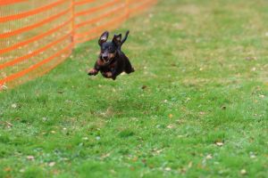 hunderennen 20 10 24